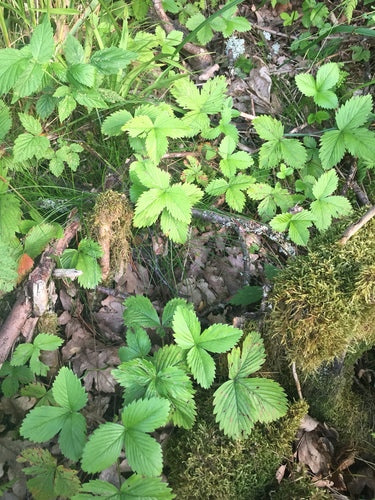 Fraises — Bild 3