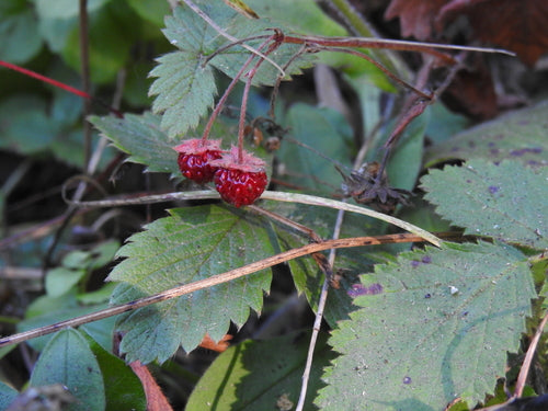 Fraises — Bild 2