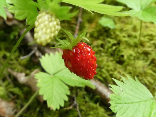 Fraises — Bild 2