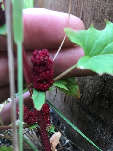 Épinards aux fraises — photo 4 sur 9