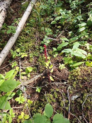 Épinards aux fraises — Bild 5