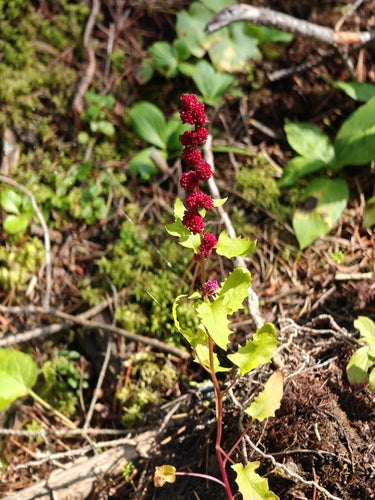 Épinards aux fraises — Bild 3