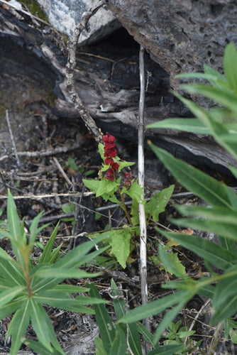 Épinards aux fraises — Bild 2