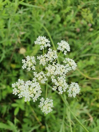 Châtaignier de terre — Bild 2