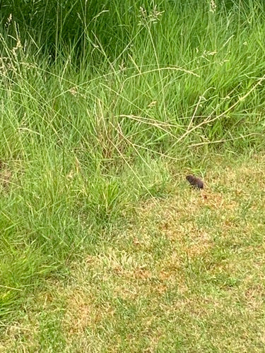 Souris terrestre — photo 3 sur 50