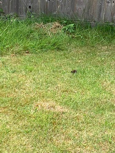 Souris terrestre — photo 1 sur 50