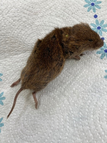 Souris terrestre — photo 5 sur 50