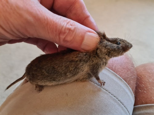 Souris terrestre — photo 4 sur 50
