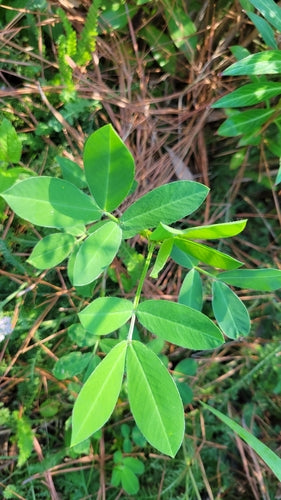 Cacahuètes — Bild 4
