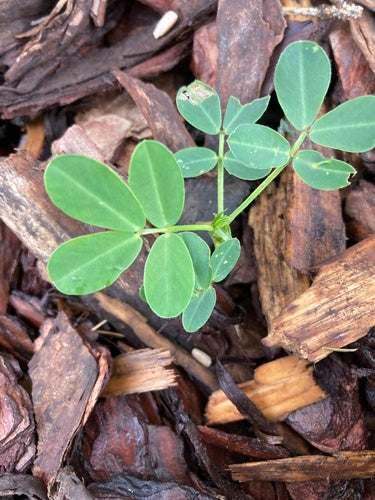 Cacahuètes — Bild 2