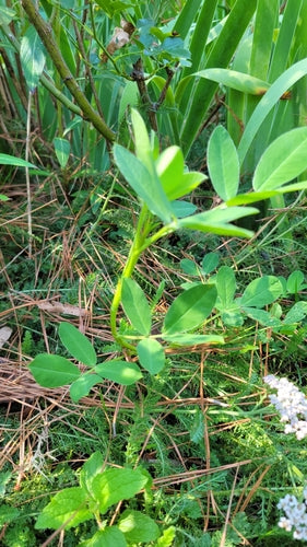 arachide — Bild 3