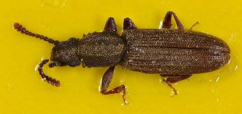 Coléoptère plat de l'arachide — Bild 1