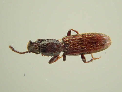 Coléoptère plat de l'arachide — Bild 3