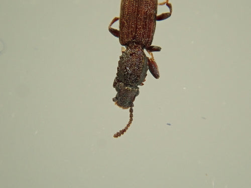 Coléoptère plat de l'arachide — Bild 2