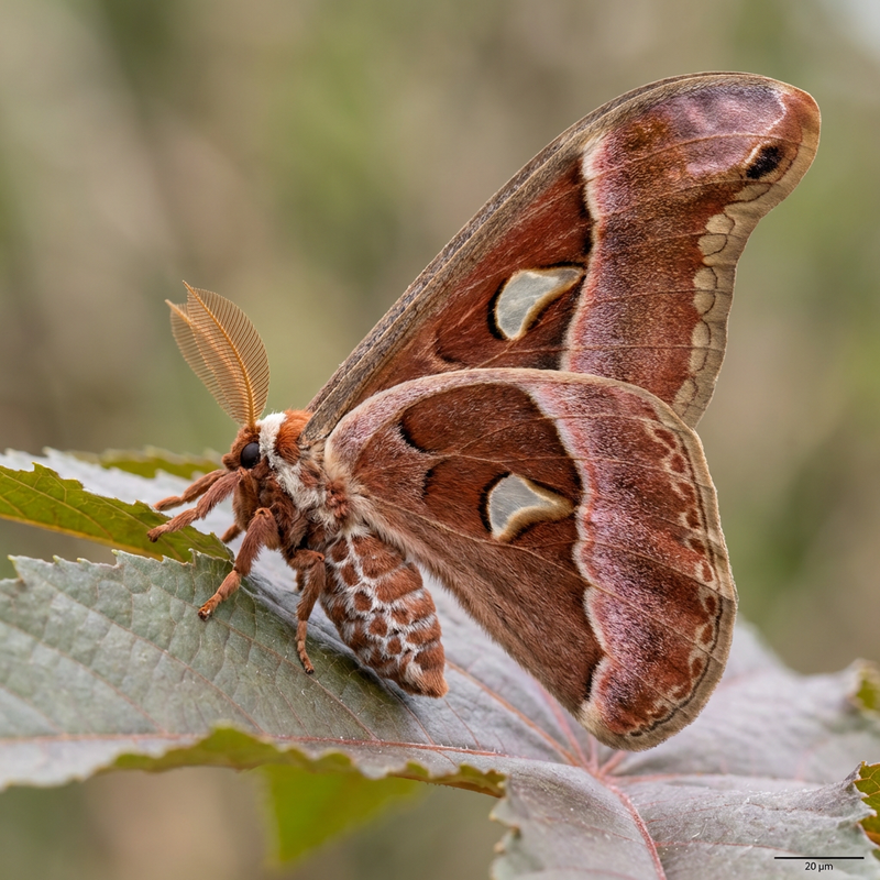 Papillon à soie Eri