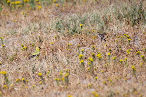 Siskin — Bild 5