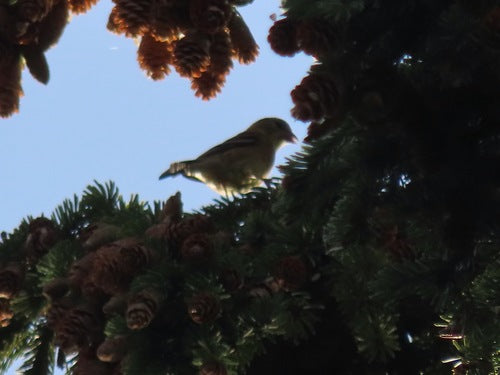 Siskin — Bild 1