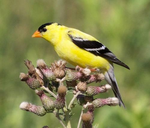 Siskin — Bild 3