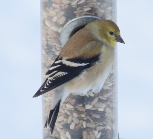 Siskin — Bild 4