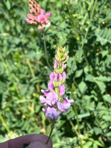sainfoin — photo 4 sur 11
