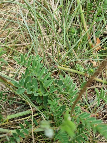 sainfoin — photo 5 sur 11