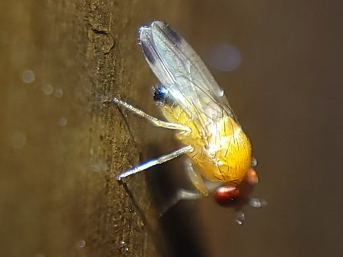 Vinaigre ou mouche des fruits — Bild 5