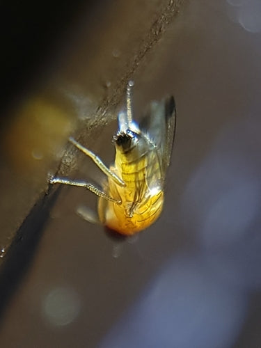 Vinaigre ou mouche des fruits — Bild 3