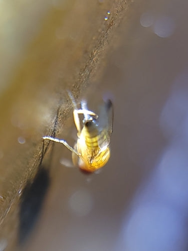 Vinaigre ou mouche des fruits — Bild 2