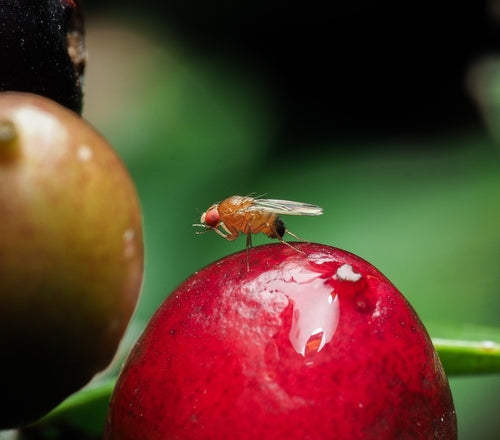 Vinaigre ou mouche des fruits — Bild 1