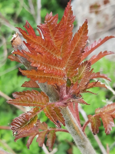 Arbre à vinaigre — Bild 2