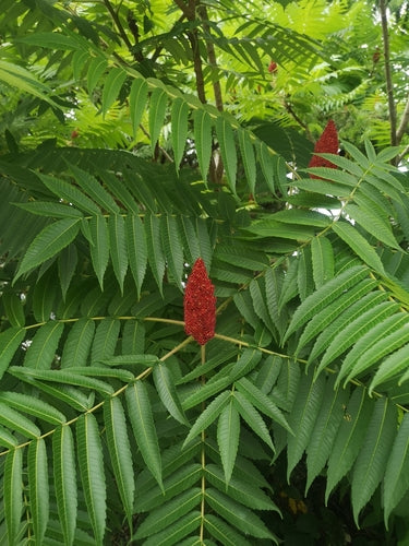 Arbre à vinaigre — Bild 5