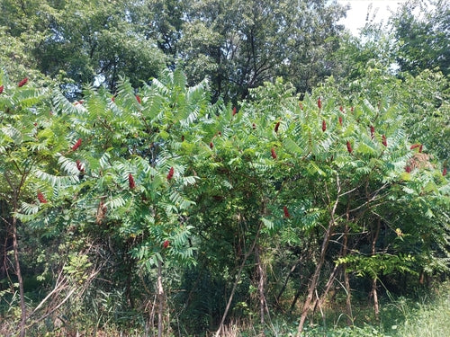 Arbre à vinaigre — Bild 4
