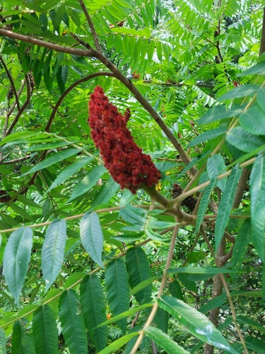 Arbre à vinaigre — Bild 3