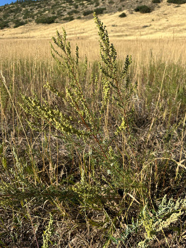 estragon — Bild 4