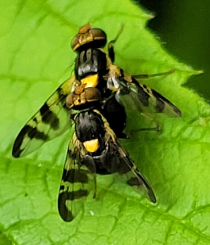 Mouche européenne des cerises — photo 4 sur 31