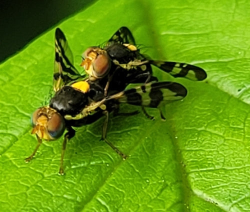 Mouche européenne des cerises — photo 3 sur 31