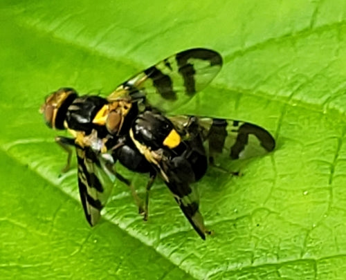 Mouche européenne des cerises — photo 2 sur 31