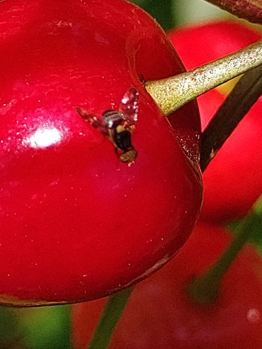 Mouche européenne des cerises — Bild 5