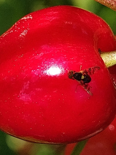 Mouche européenne des cerises — Bild 4