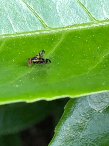 Mouche européenne des cerises — photo 5 sur 31
