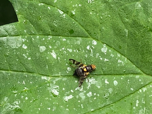 Europäische Kirschfruchtfliege - Bild 1