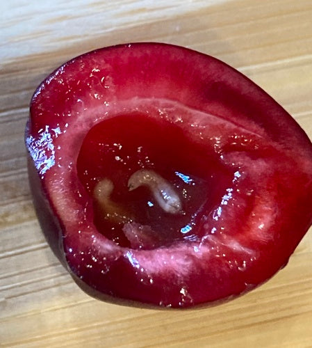 Europäische Kirschfruchtfliege - Bild 8