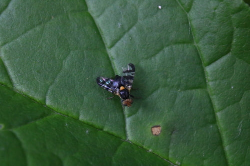 Mouche européenne des cerises — Bild 3