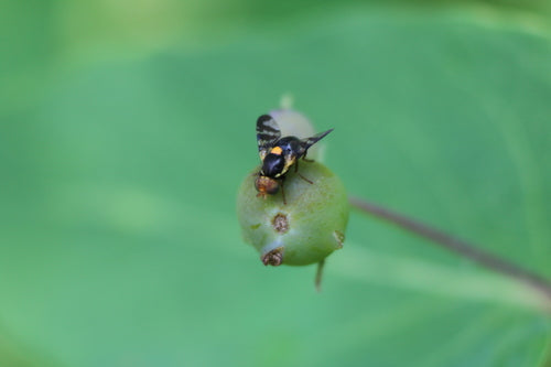 Mouche européenne des cerises — photo 5 sur 29