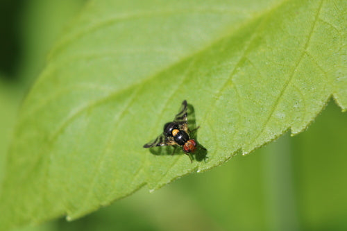 Mouche européenne des cerises — Bild 2