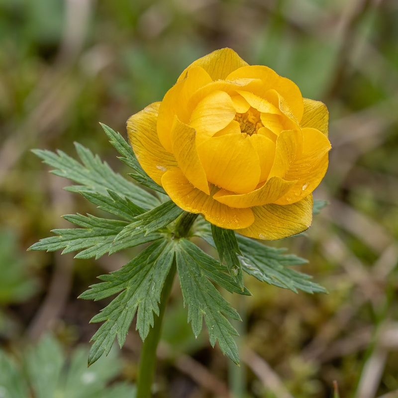 Fleur de globe européen