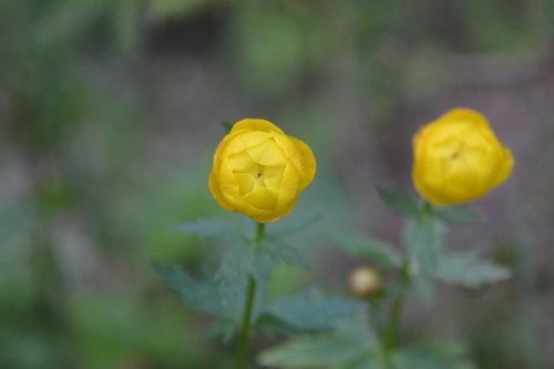 Fleur de globe européen — photo 3 sur 9