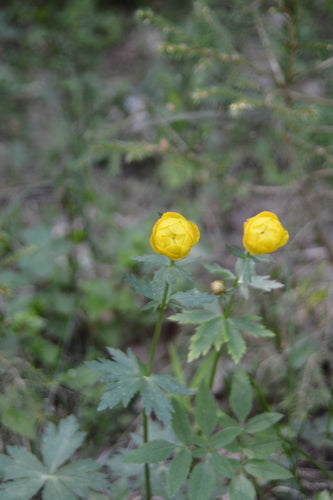 Fleur de globe européen — photo 4 sur 9