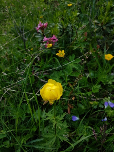 Fleur de globe européen — photo 5 sur 9