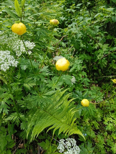 Fleur de globe européen — photo 2 sur 9
